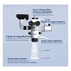Coxo C-Clear 2 Basic Edition